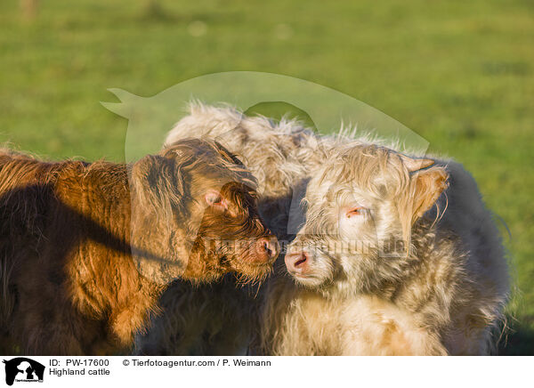Hochlandrinder / Highland cattle / PW-17600