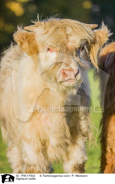 Highland cattle / PW-17602