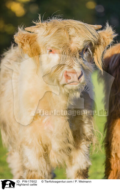 Hochlandrind / Highland cattle / PW-17602