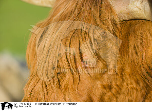 Hochlandrind / Highland cattle / PW-17603