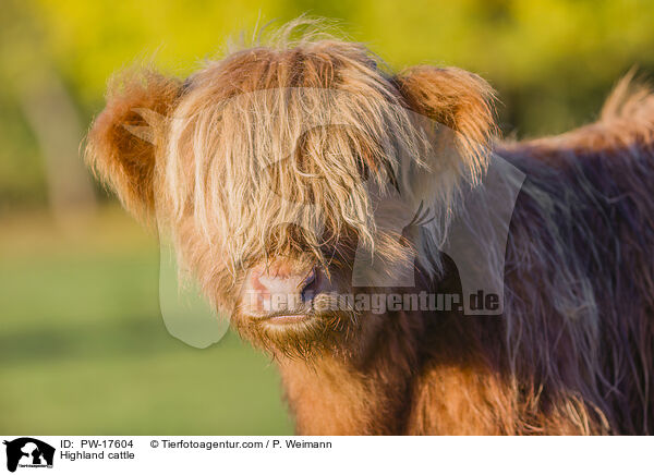Hochlandrind / Highland cattle / PW-17604