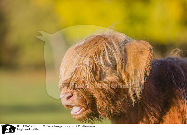 Highland cattle / PW-17605