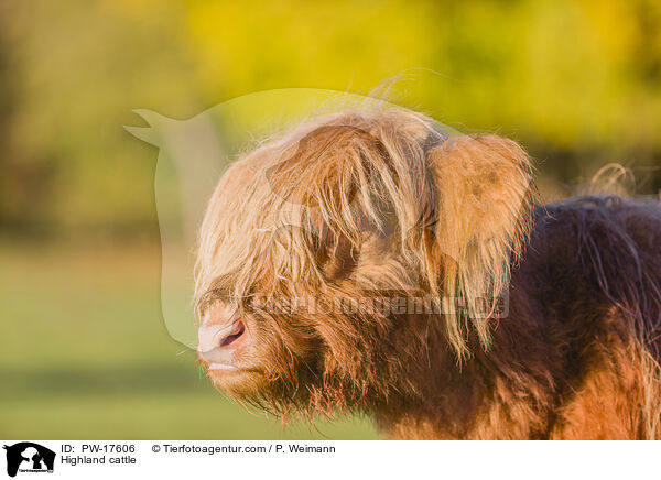 Highland cattle / PW-17606