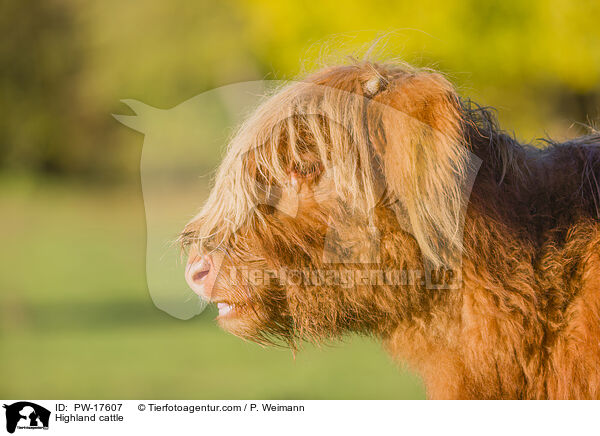Highland cattle / PW-17607