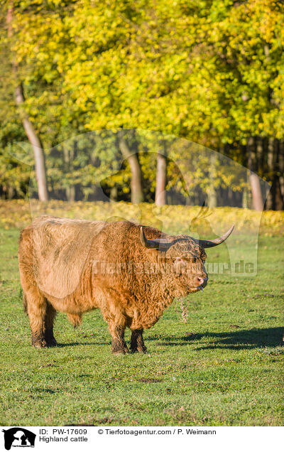 Highland cattle / PW-17609