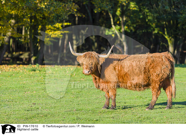 Hochlandrind / Highland cattle / PW-17610