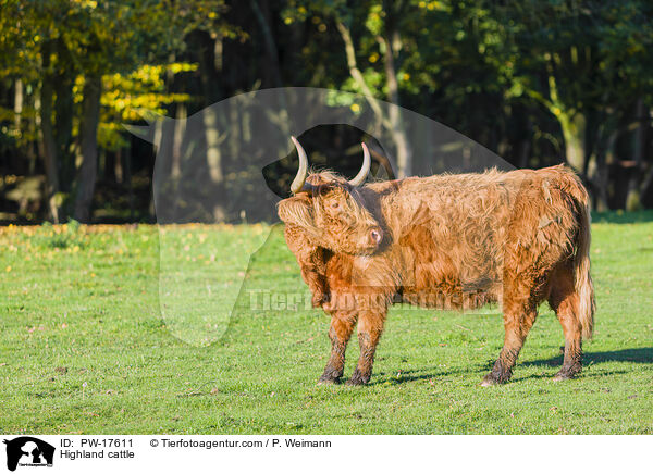 Highland cattle / PW-17611