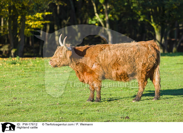 Highland cattle / PW-17612