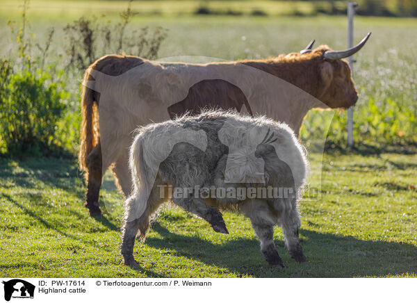 Hochlandrinder / Highland cattle / PW-17614