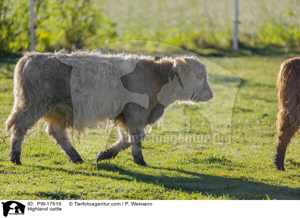 Highland cattle / PW-17616