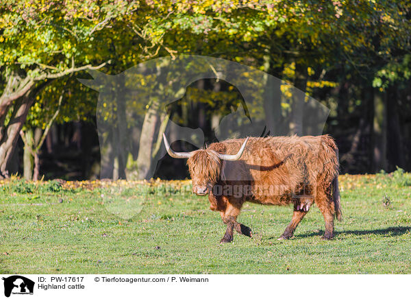 Highland cattle / PW-17617