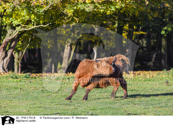 Highland cattle / PW-17618