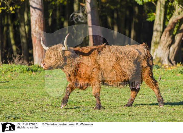 Hochlandrind / Highland cattle / PW-17620