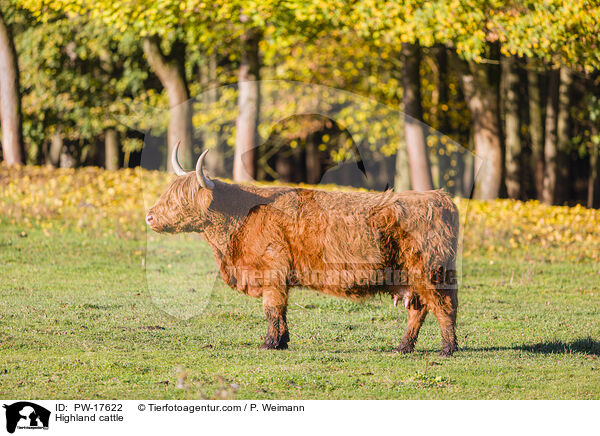 Highland cattle / PW-17622