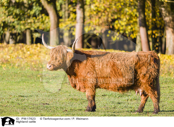 Highland cattle / PW-17623