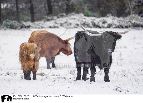 Highland cattle / PW-17625