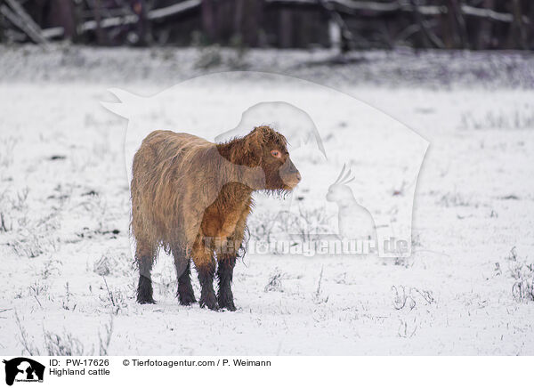 Highland cattle / PW-17626