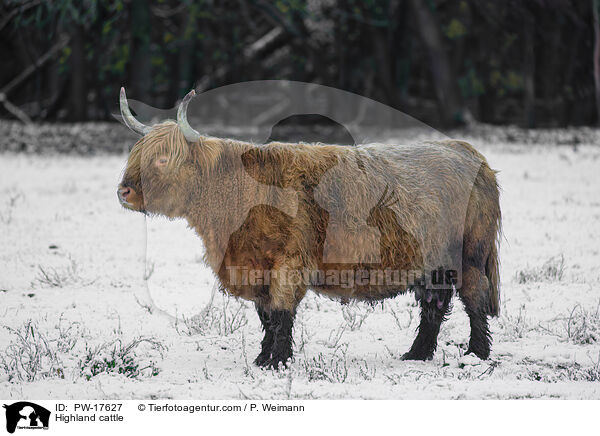 Highland cattle / PW-17627