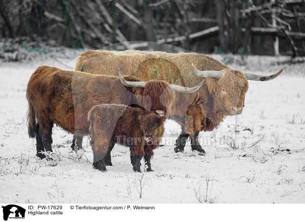 Hochlandrinder / Highland cattle / PW-17629