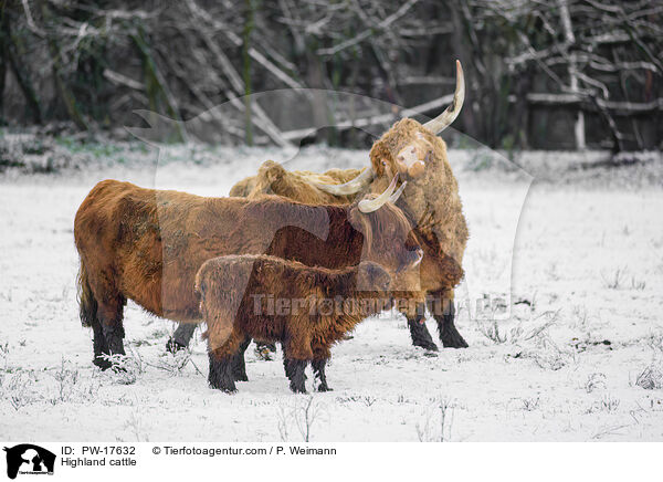Hochlandrinder / Highland cattle / PW-17632