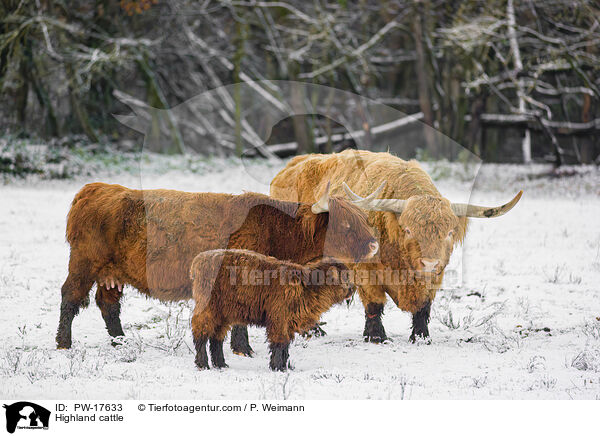 Highland cattle / PW-17633
