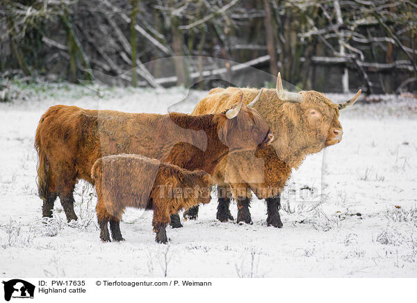Hochlandrinder / Highland cattle / PW-17635