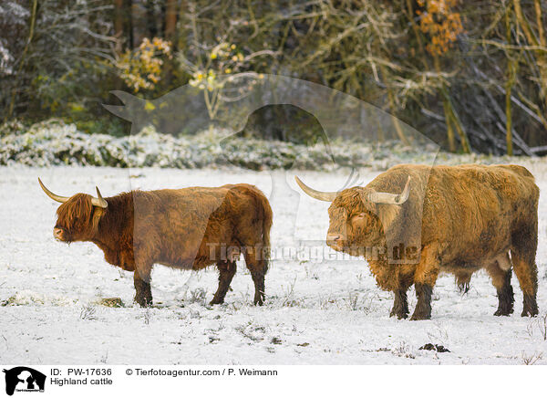 Highland cattle / PW-17636