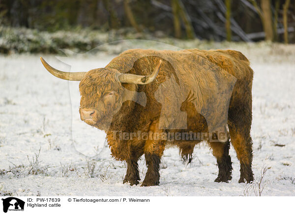 Highland cattle / PW-17639