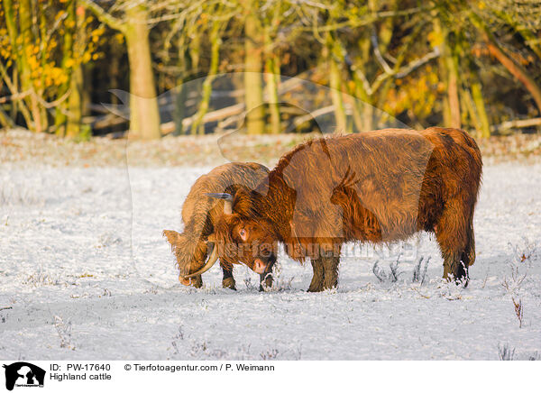 Hochlandrinder / Highland cattle / PW-17640