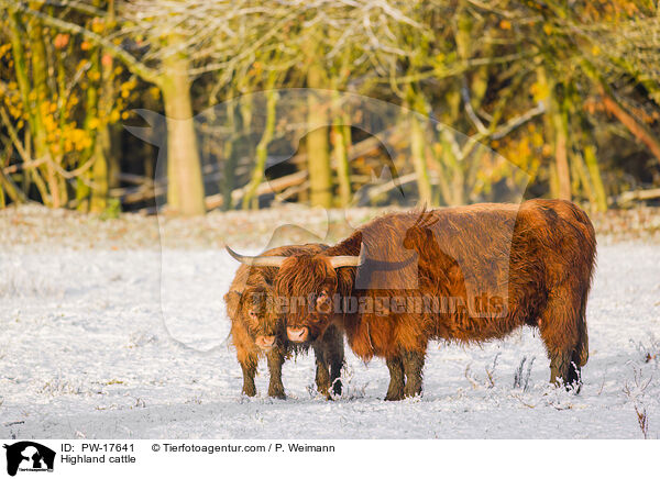 Hochlandrinder / Highland cattle / PW-17641