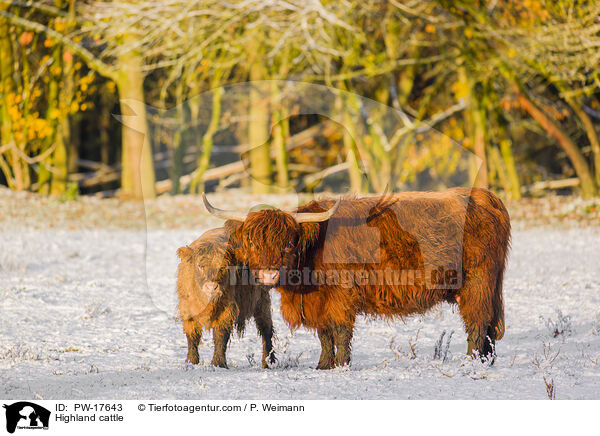 Hochlandrinder / Highland cattle / PW-17643