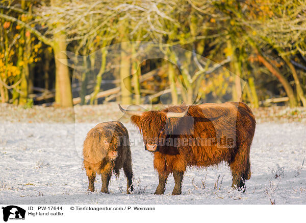 Highland cattle / PW-17644