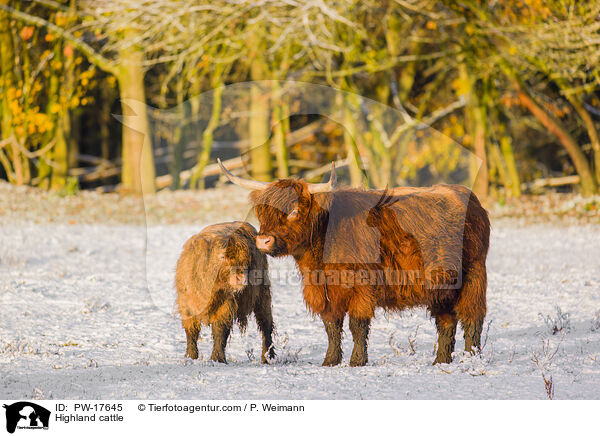 Hochlandrinder / Highland cattle / PW-17645