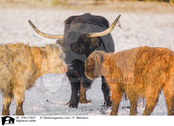 Hochlandrinder / Highland cattle / PW-17647