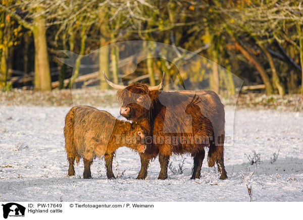 Highland cattle / PW-17649