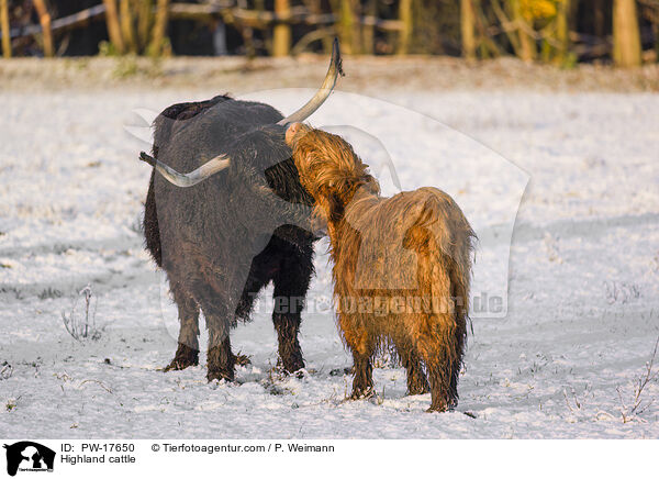 Hochlandrinder / Highland cattle / PW-17650