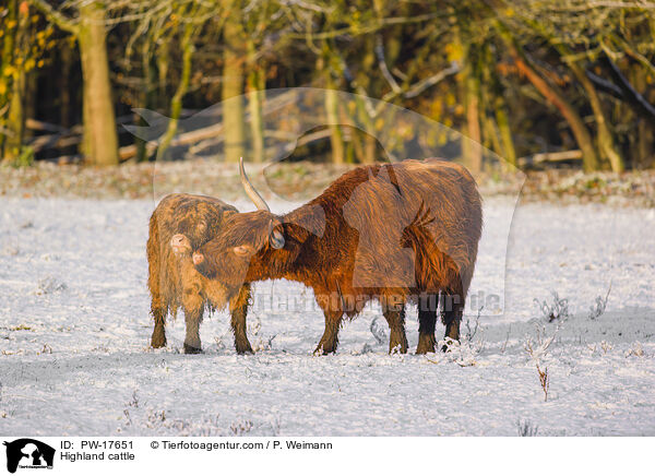 Hochlandrinder / Highland cattle / PW-17651