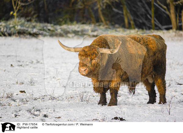 Hochlandrind / Highland cattle / PW-17654
