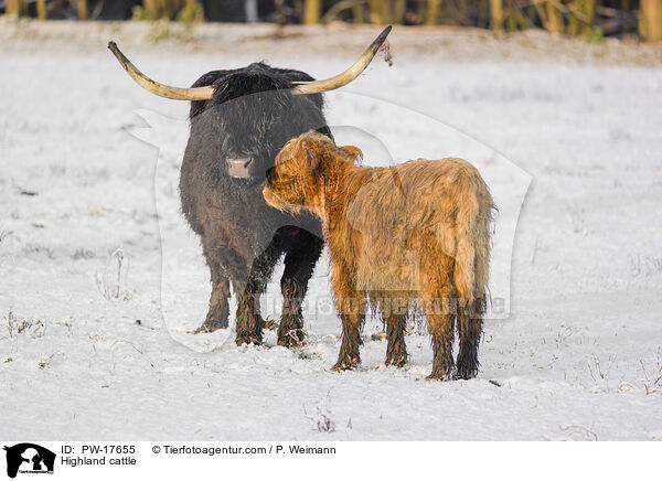 Highland cattle / PW-17655