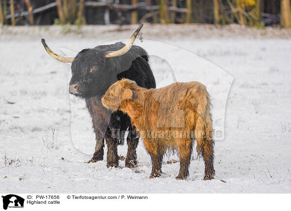 Hochlandrinder / Highland cattle / PW-17656