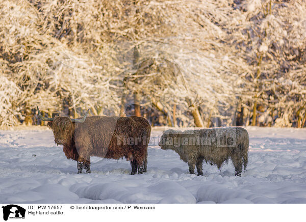 Hochlandrinder / Highland cattle / PW-17657