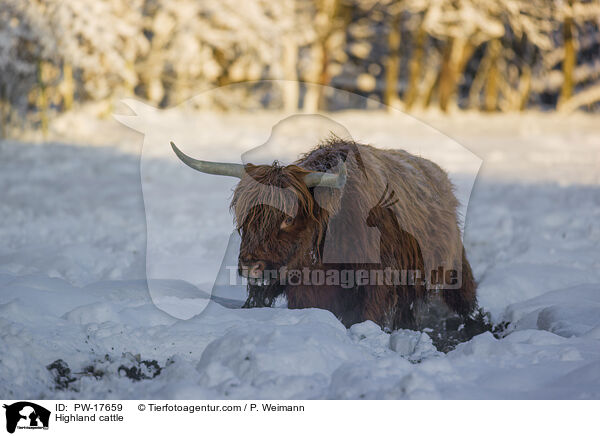 Highland cattle / PW-17659