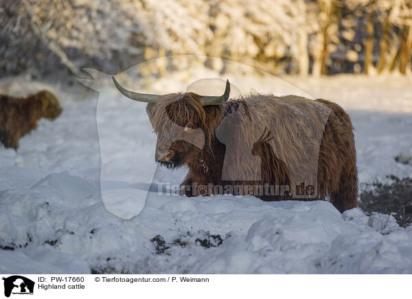 Hochlandrinder / Highland cattle / PW-17660