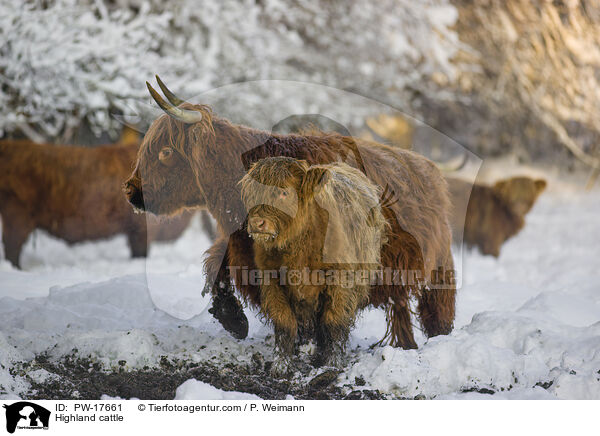 Highland cattle / PW-17661