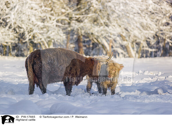 Hochlandrinder / Highland cattle / PW-17665