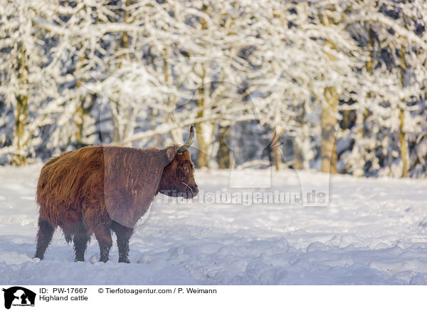 Highland cattle / PW-17667