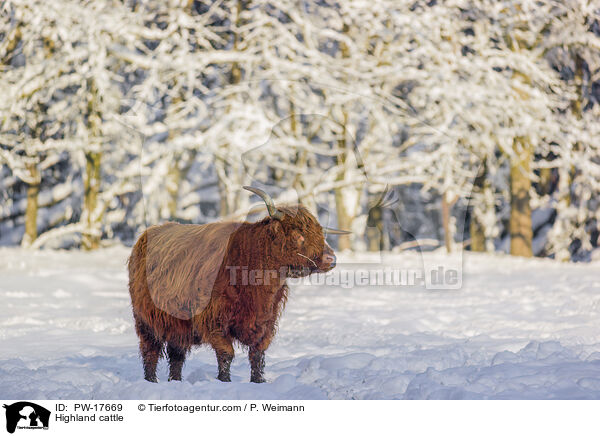Highland cattle / PW-17669