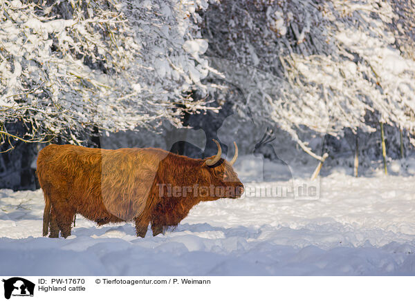 Hochlandrind / Highland cattle / PW-17670