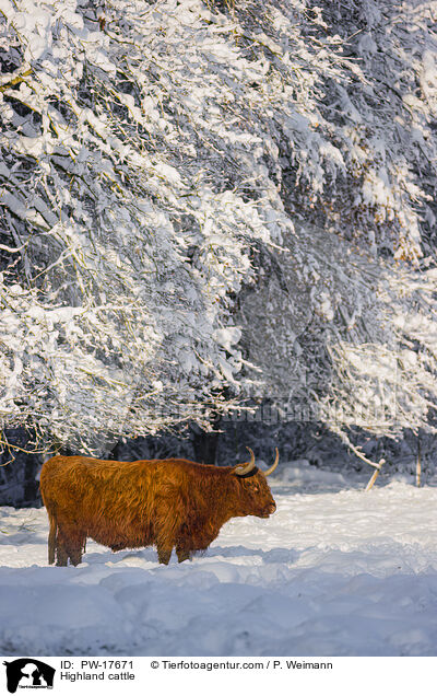 Highland cattle / PW-17671