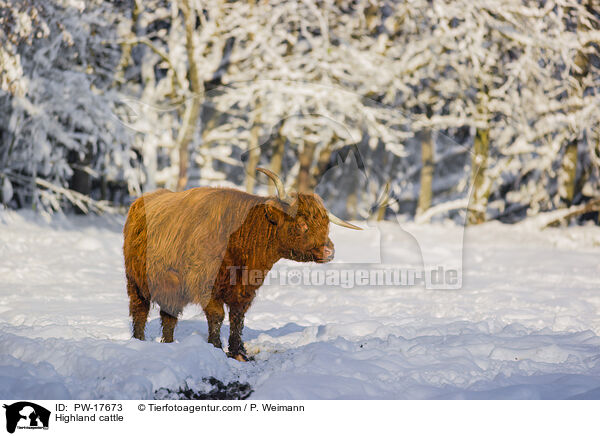 Highland cattle / PW-17673